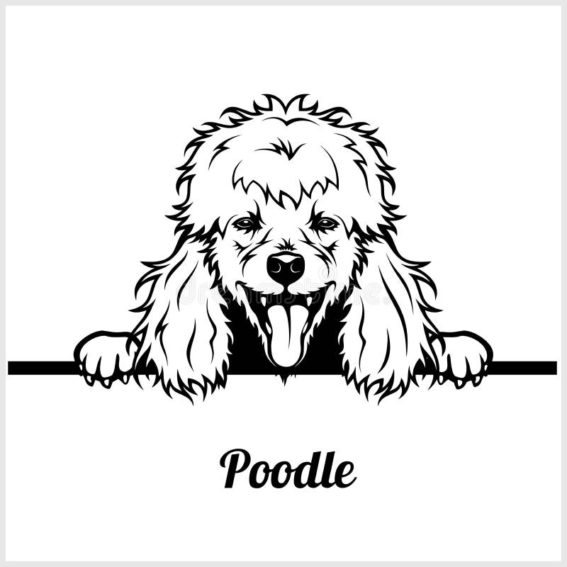 Poodle - σκυλιά κρυφοκοιτάγματος - κεφάλι προσώπου φυλής που απομονώνεται στο λευκό διανυσματική απεικόνιση